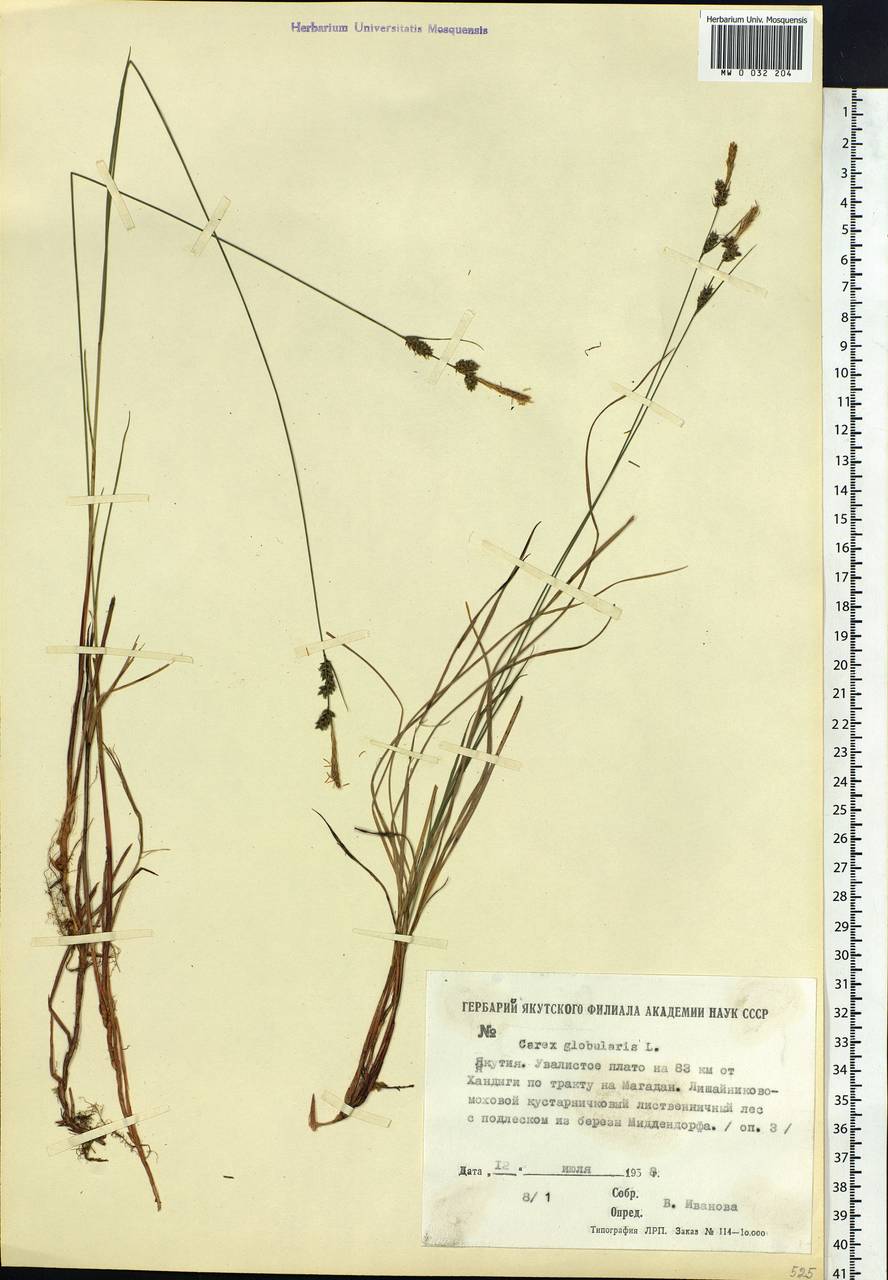Carex globularis L., Siberia, Yakutia (S5) (Russia)