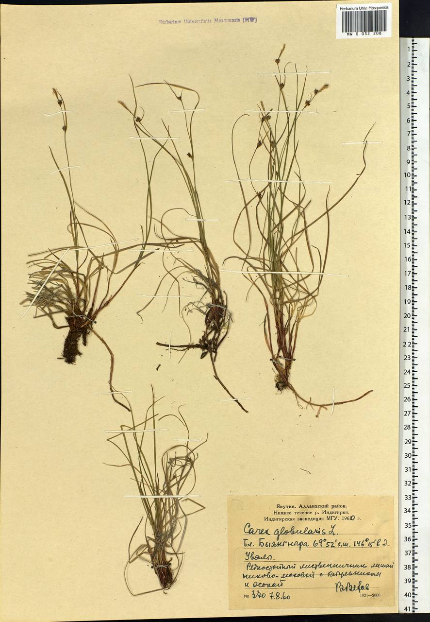 Carex globularis L., Siberia, Yakutia (S5) (Russia)