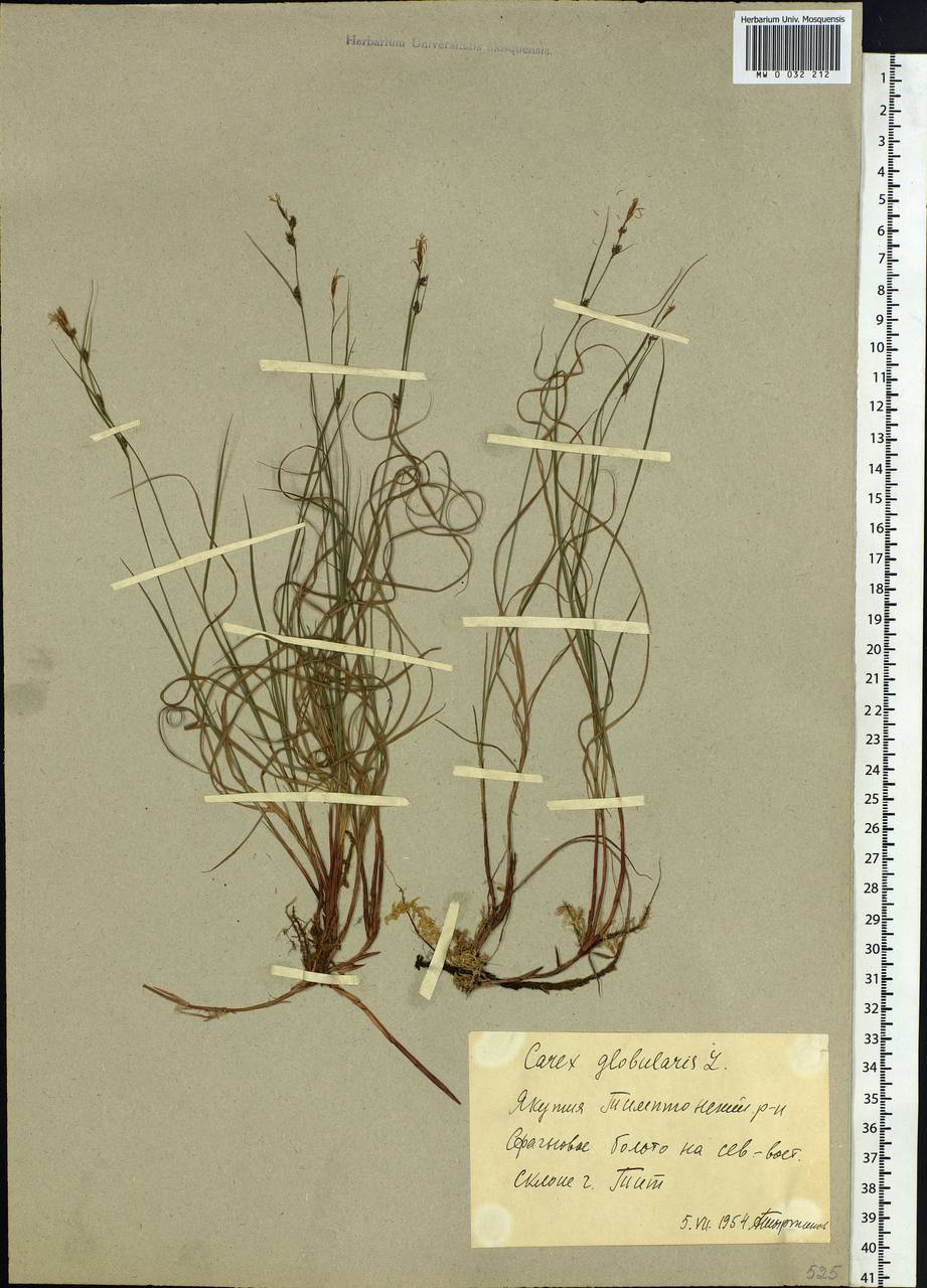 Carex globularis L., Siberia, Yakutia (S5) (Russia)