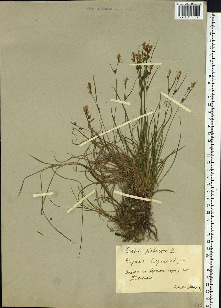 Carex globularis L., Siberia, Yakutia (S5) (Russia)
