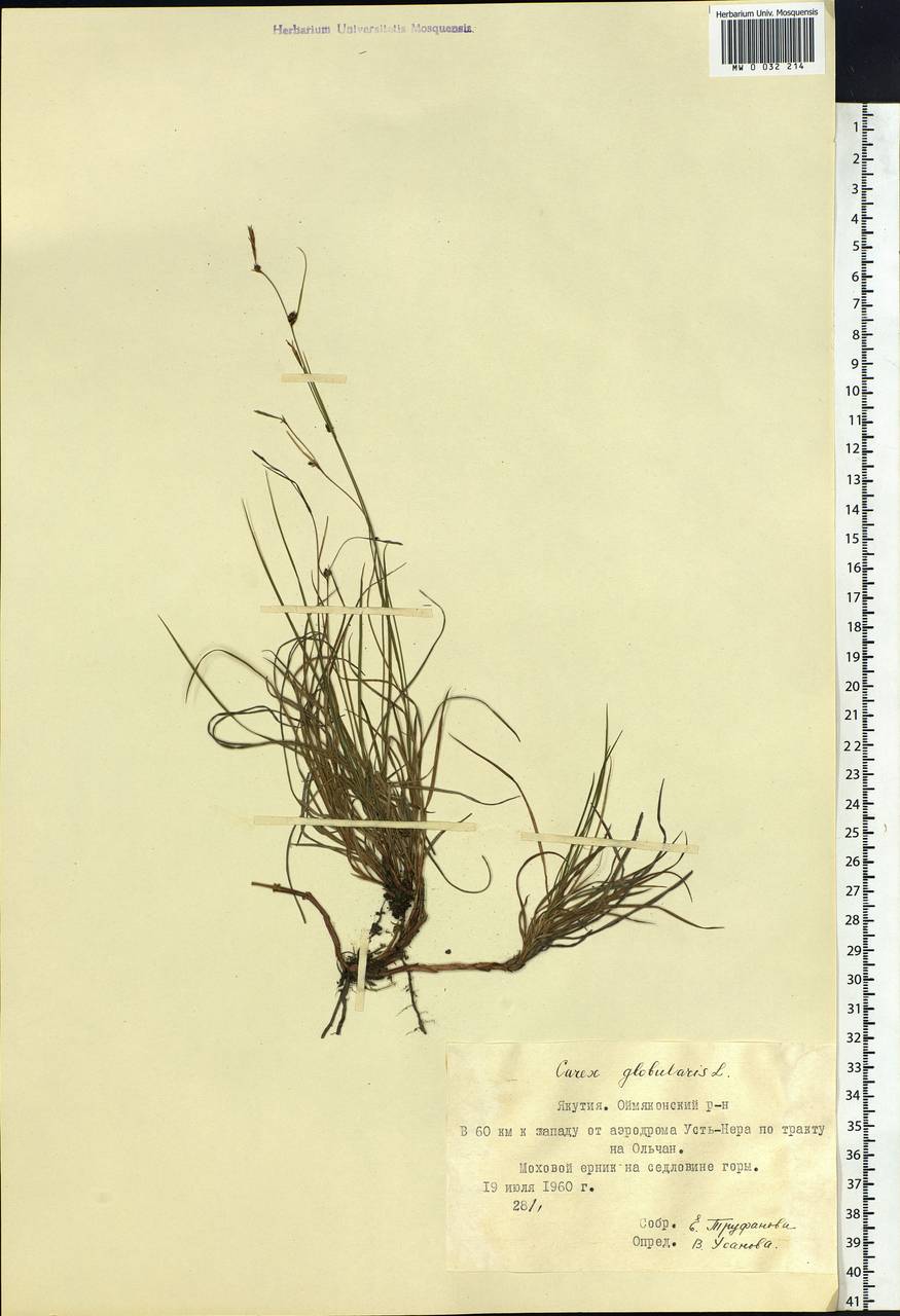 Carex globularis L., Siberia, Yakutia (S5) (Russia)