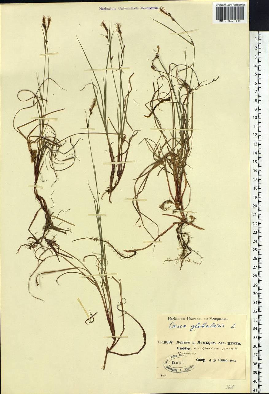 Carex globularis L., Siberia, Yakutia (S5) (Russia)