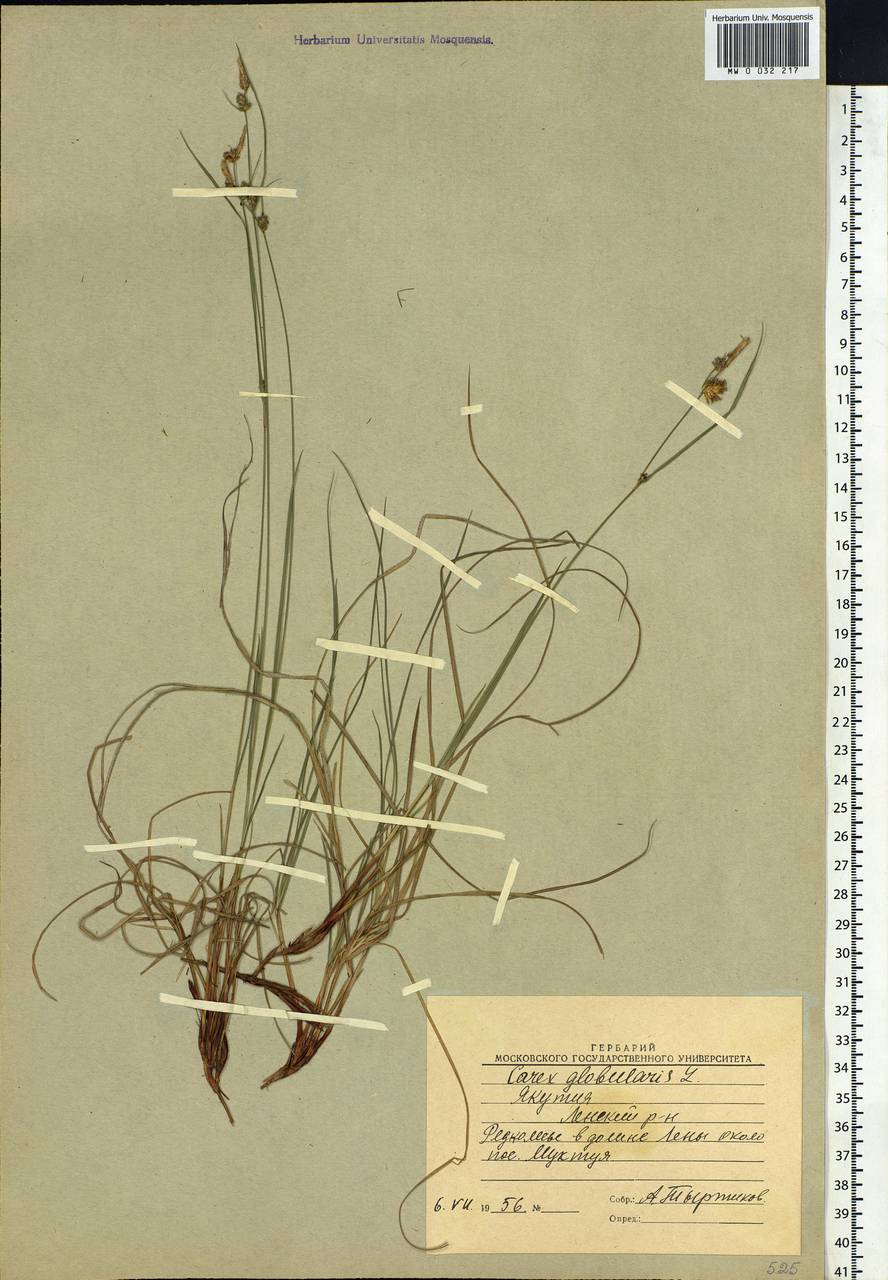 Carex globularis L., Siberia, Yakutia (S5) (Russia)