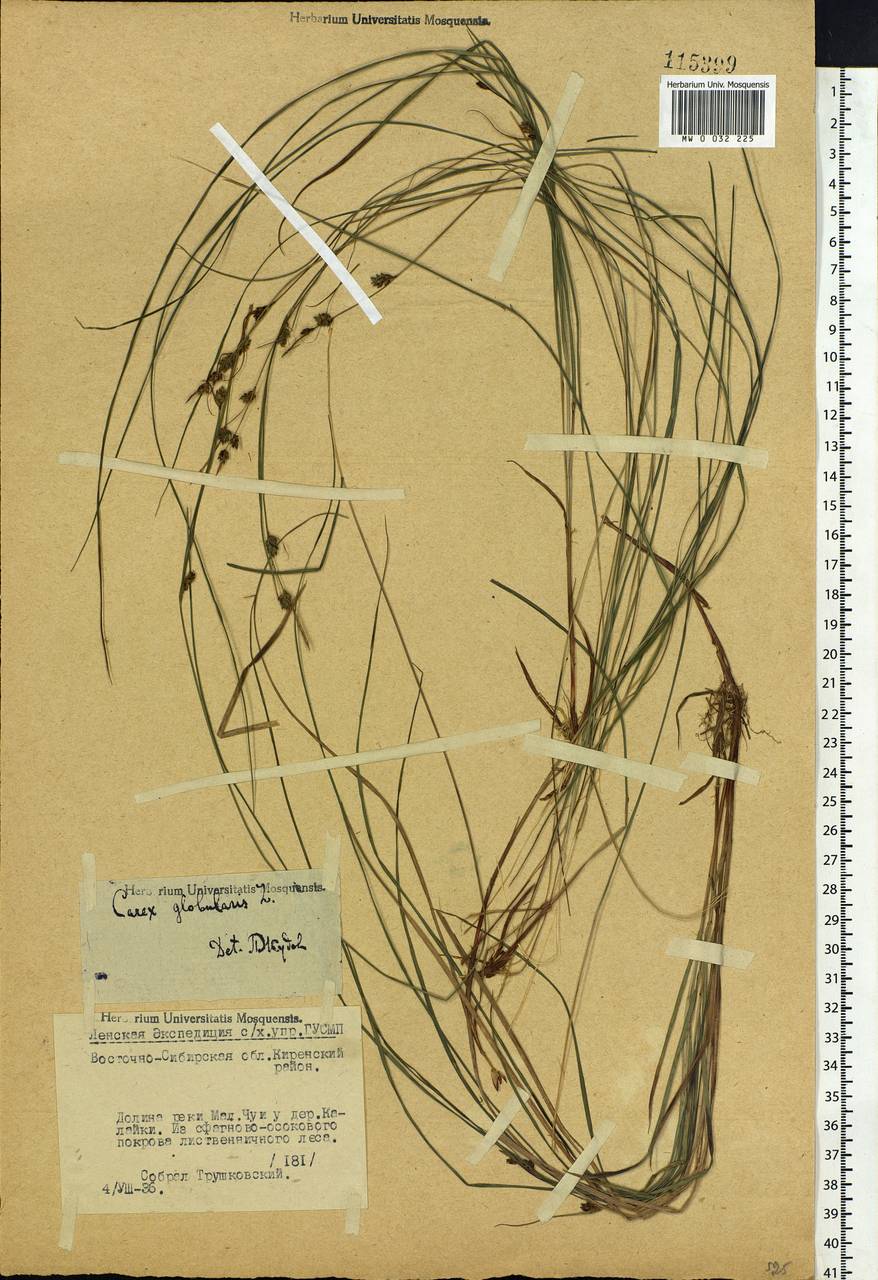 Carex globularis L., Siberia, Baikal & Transbaikal region (S4) (Russia)