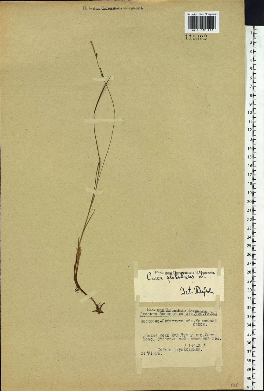 Carex globularis L., Siberia, Baikal & Transbaikal region (S4) (Russia)