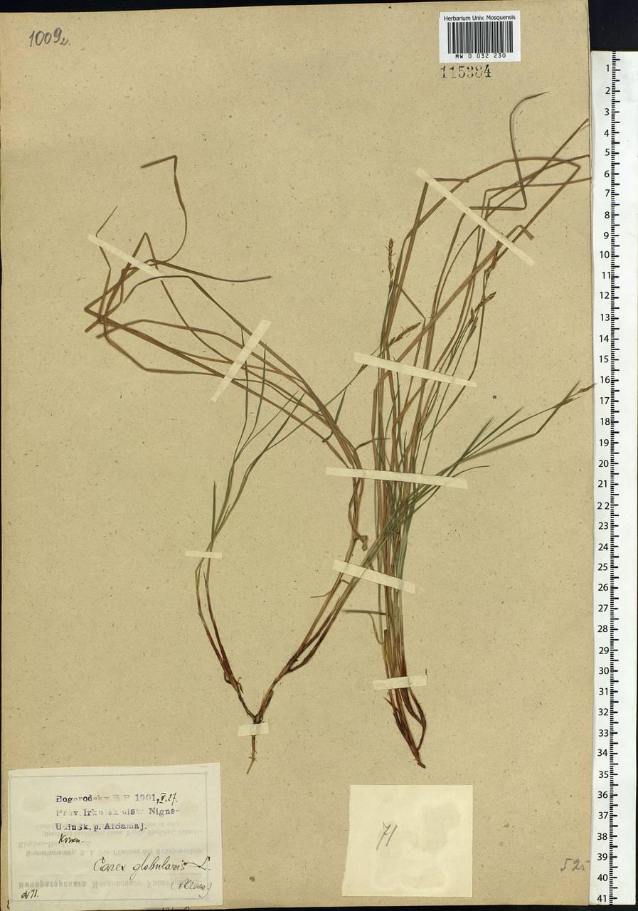 Carex globularis L., Siberia, Baikal & Transbaikal region (S4) (Russia)