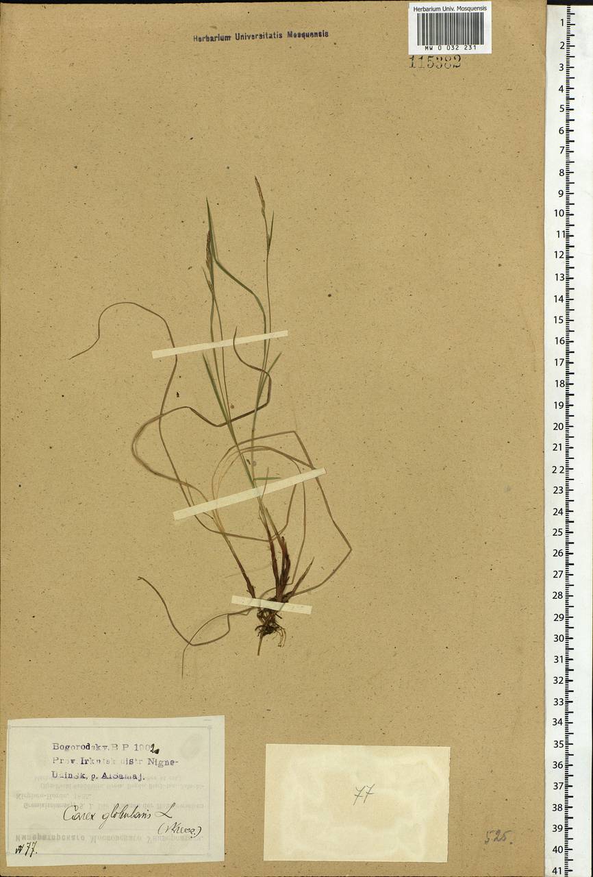 Carex globularis L., Siberia, Baikal & Transbaikal region (S4) (Russia)