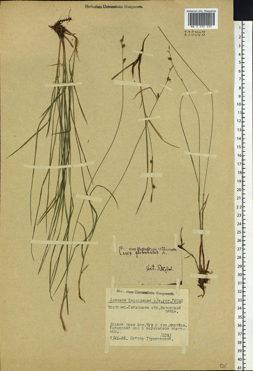 Carex globularis L., Siberia, Baikal & Transbaikal region (S4) (Russia)