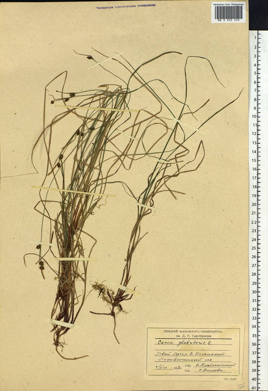 Carex globularis L., Siberia, Baikal & Transbaikal region (S4) (Russia)