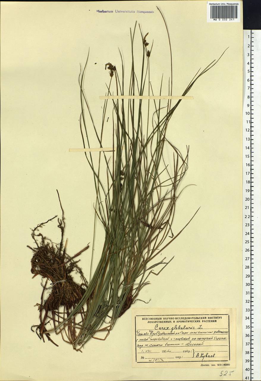 Carex globularis L., Siberia, Baikal & Transbaikal region (S4) (Russia)