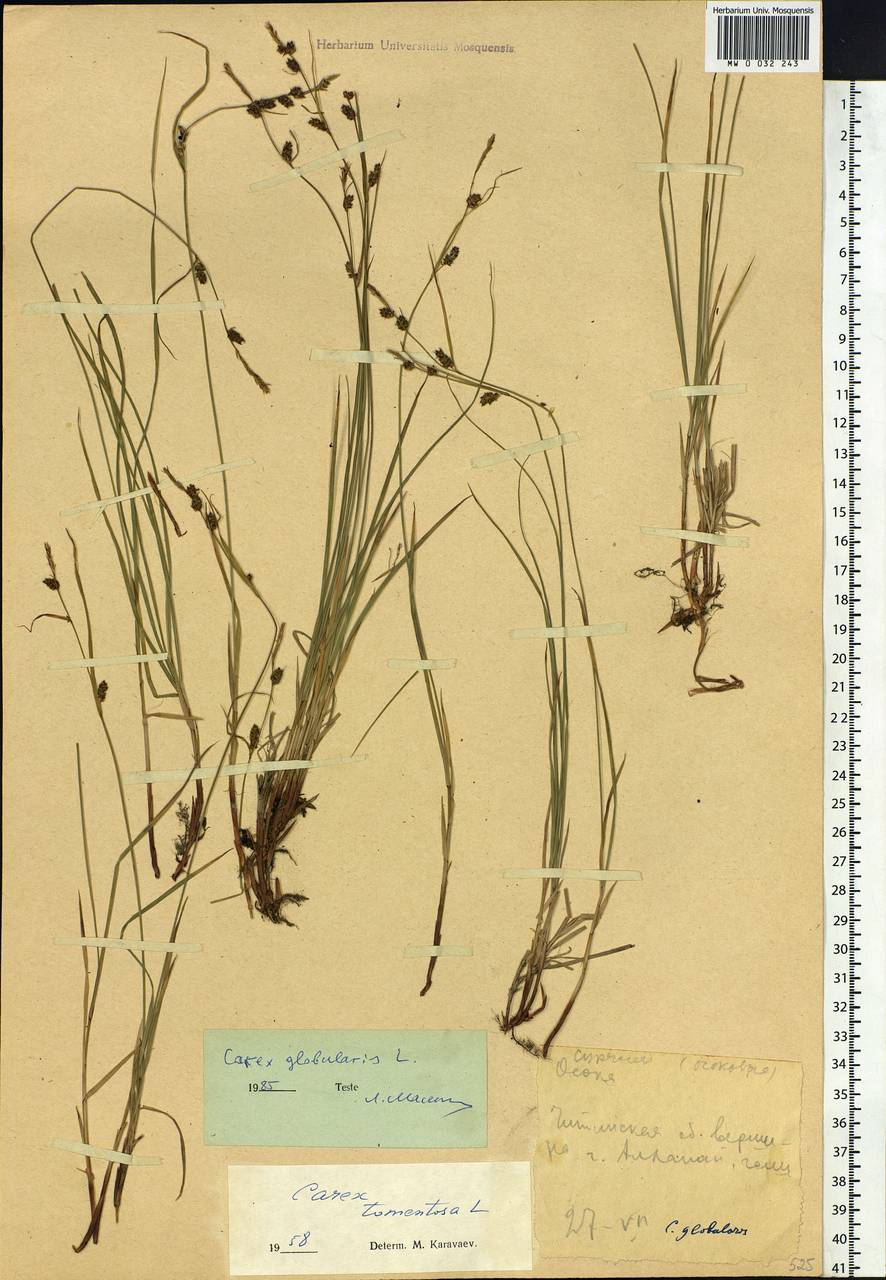 Carex globularis L., Siberia, Baikal & Transbaikal region (S4) (Russia)