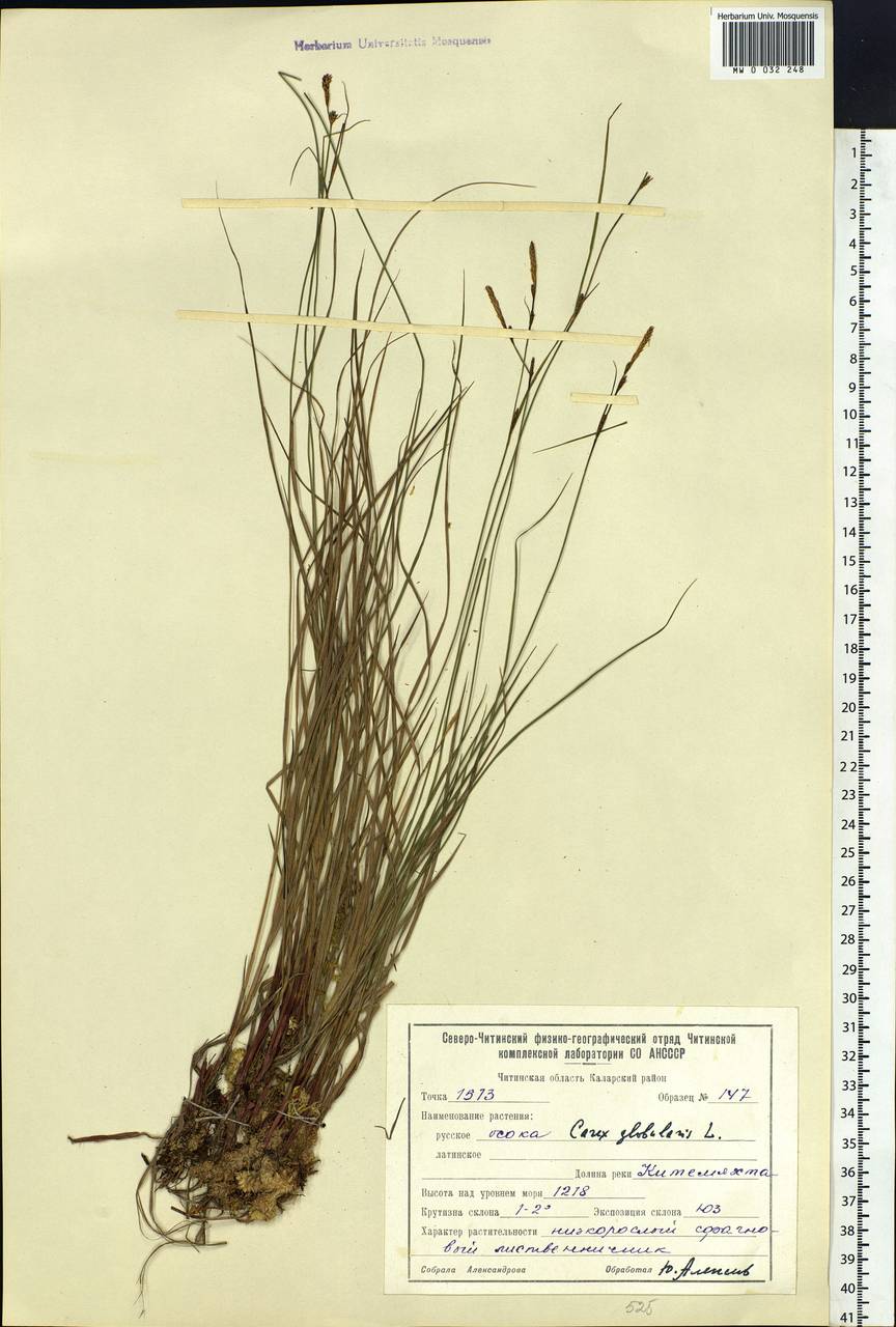 Carex globularis L., Siberia, Baikal & Transbaikal region (S4) (Russia)