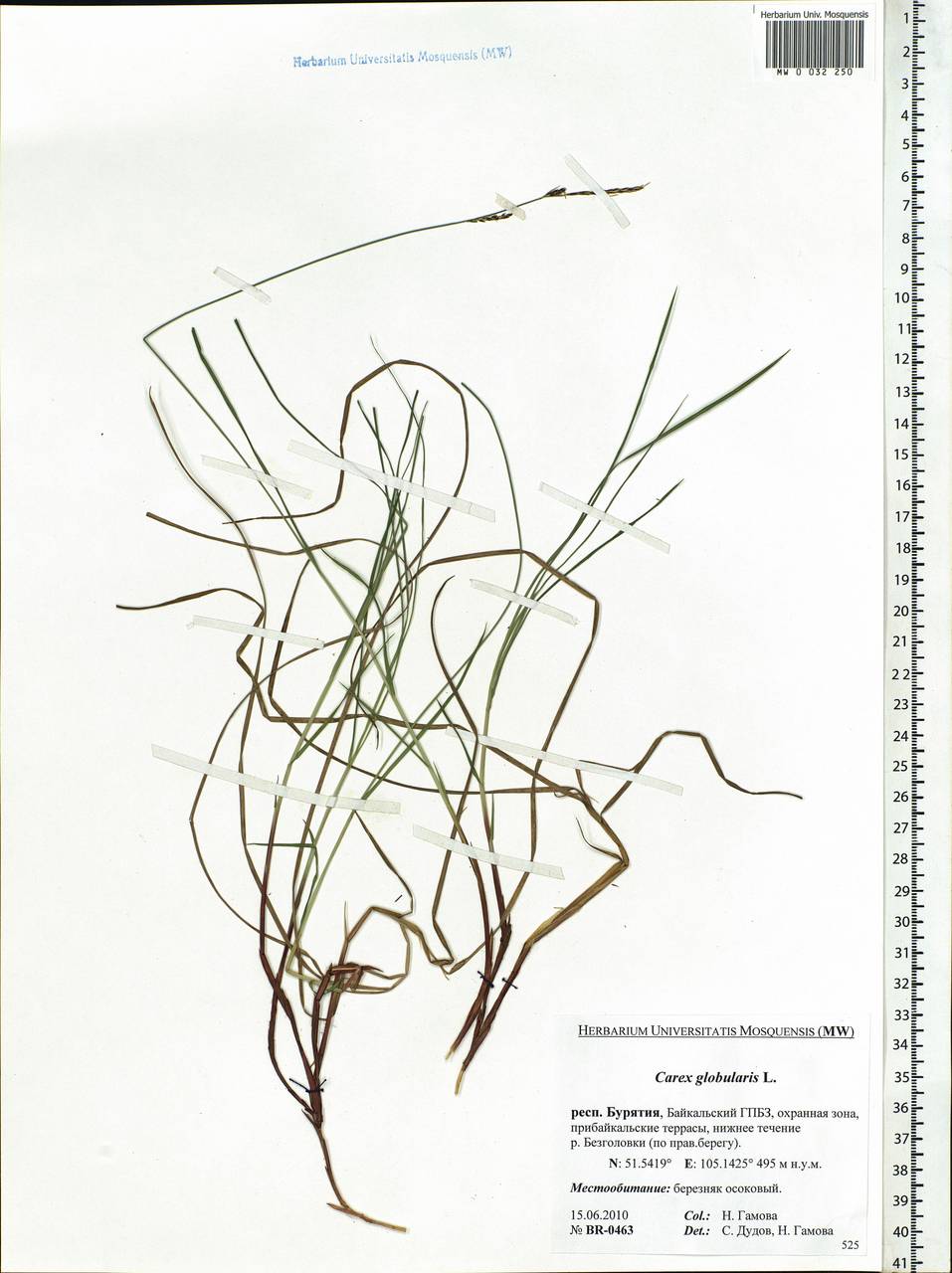Carex globularis L., Siberia, Baikal & Transbaikal region (S4) (Russia)