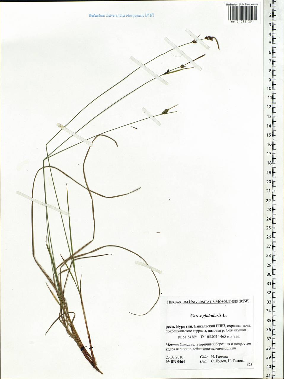 Carex globularis L., Siberia, Baikal & Transbaikal region (S4) (Russia)