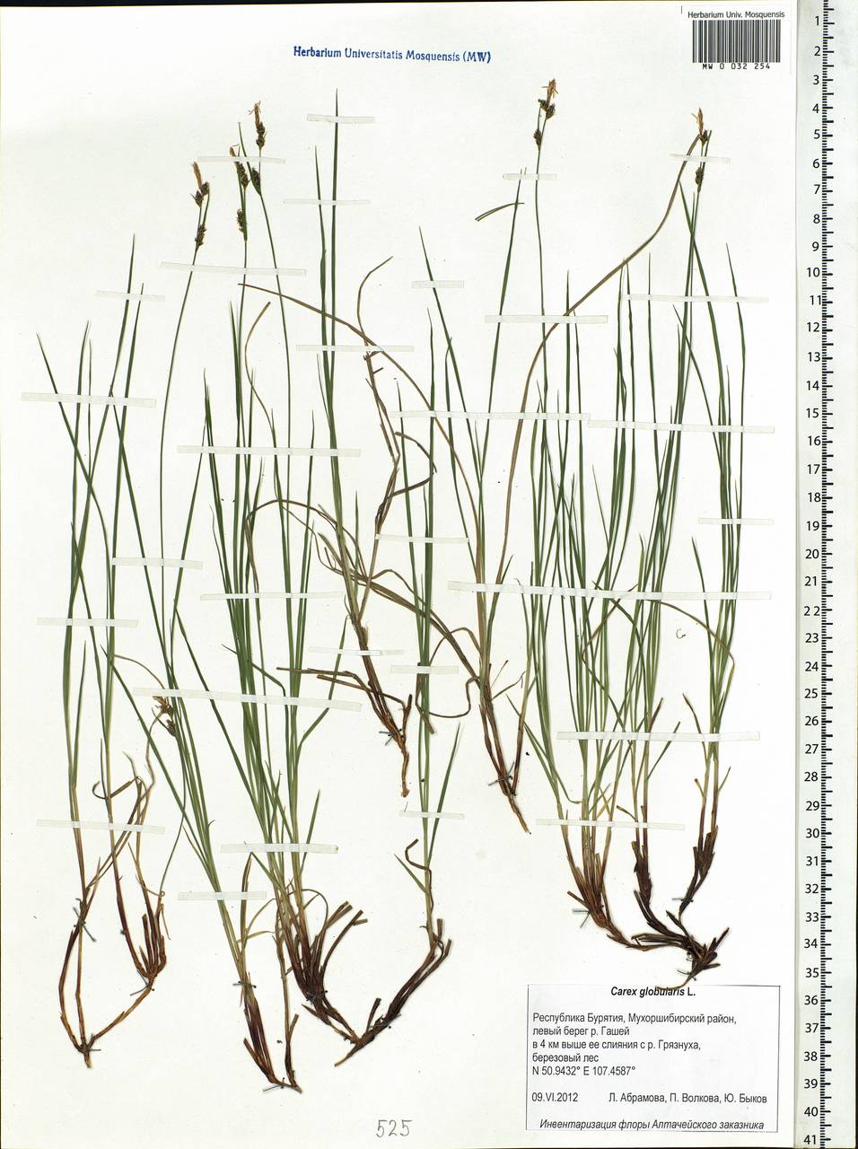 Carex globularis L., Siberia, Baikal & Transbaikal region (S4) (Russia)