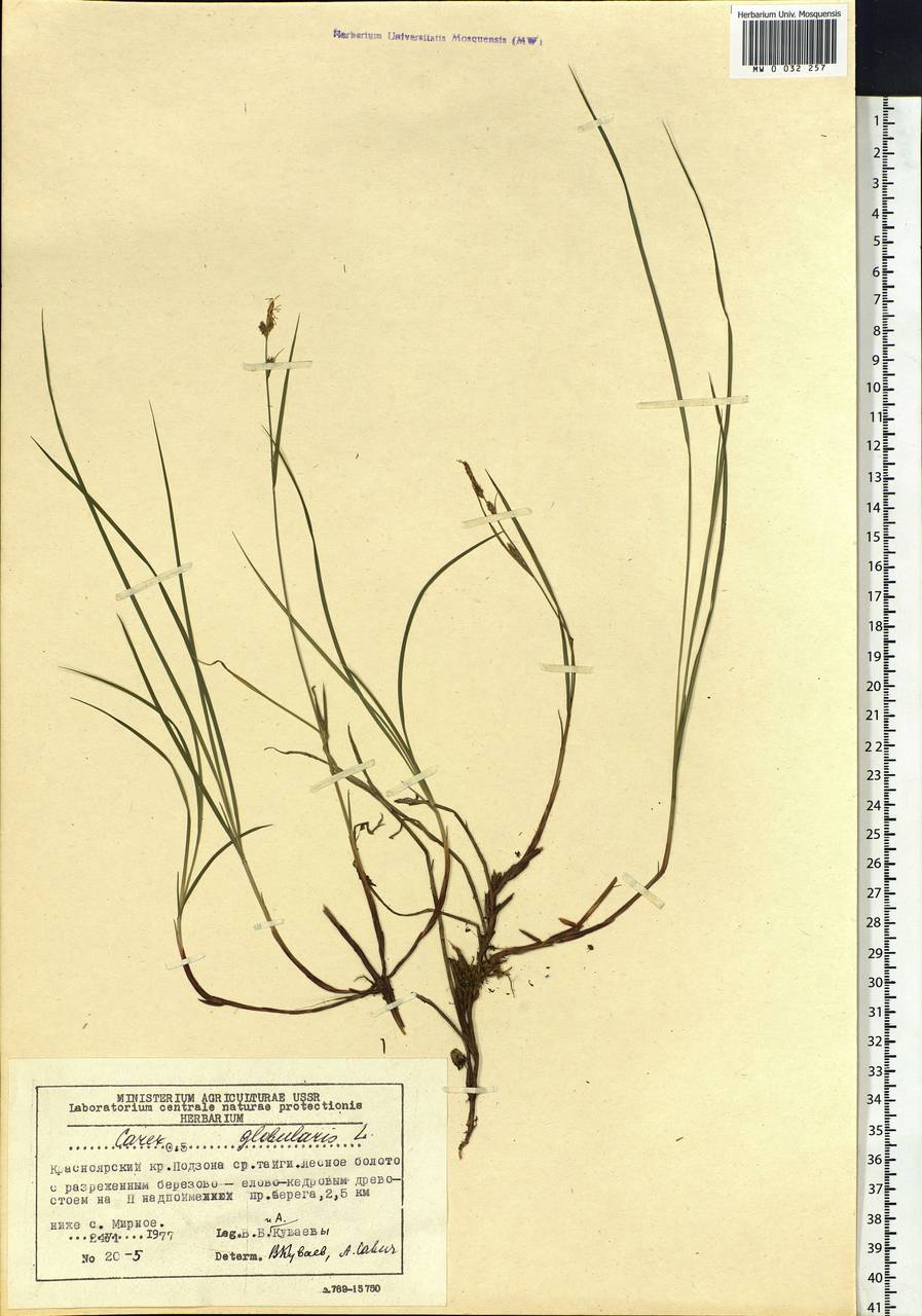 Carex globularis L., Siberia, Central Siberia (S3) (Russia)