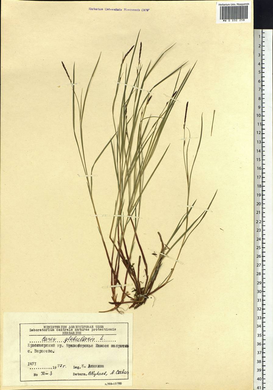 Carex globularis L., Siberia, Central Siberia (S3) (Russia)