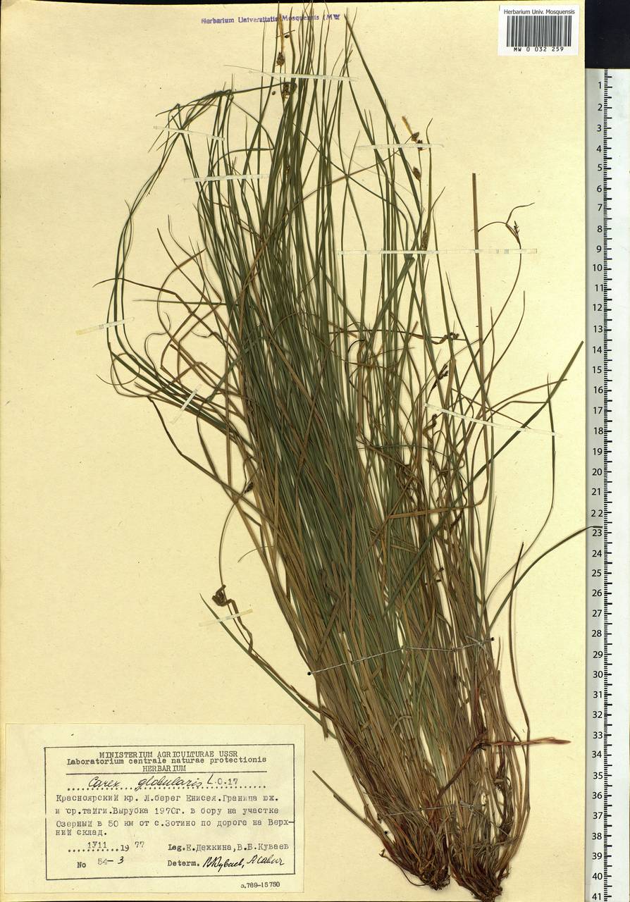 Carex globularis L., Siberia, Central Siberia (S3) (Russia)