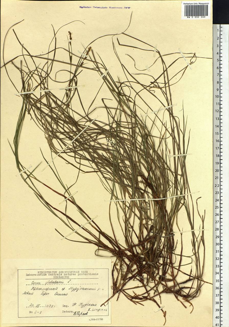 Carex globularis L., Siberia, Central Siberia (S3) (Russia)