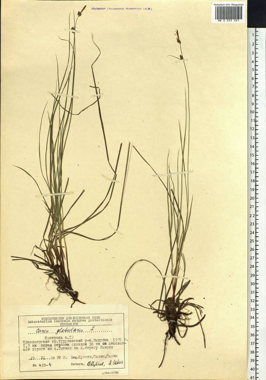 Carex globularis L., Siberia, Central Siberia (S3) (Russia)