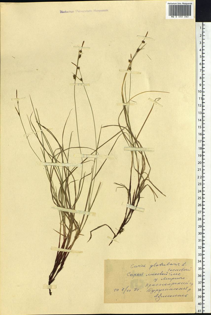 Carex globularis L., Siberia, Central Siberia (S3) (Russia)