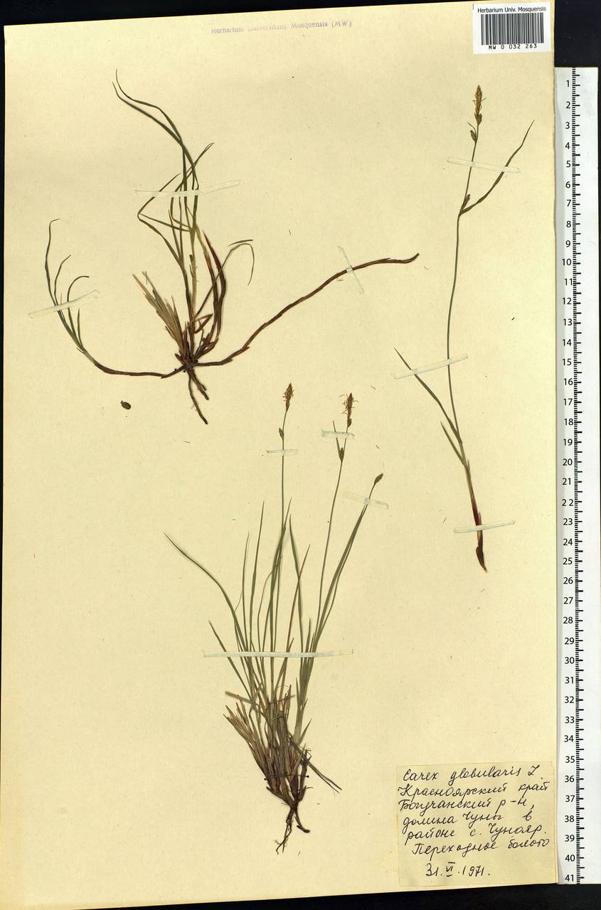 Carex globularis L., Siberia, Central Siberia (S3) (Russia)