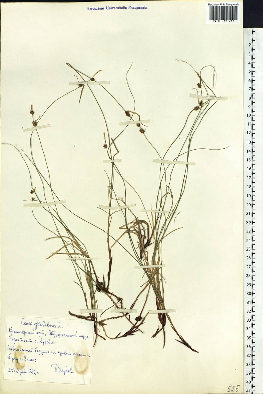 Carex globularis L., Siberia, Central Siberia (S3) (Russia)