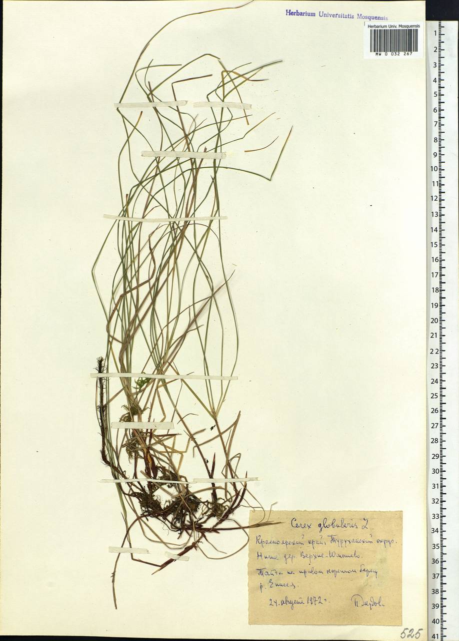 Carex globularis L., Siberia, Central Siberia (S3) (Russia)