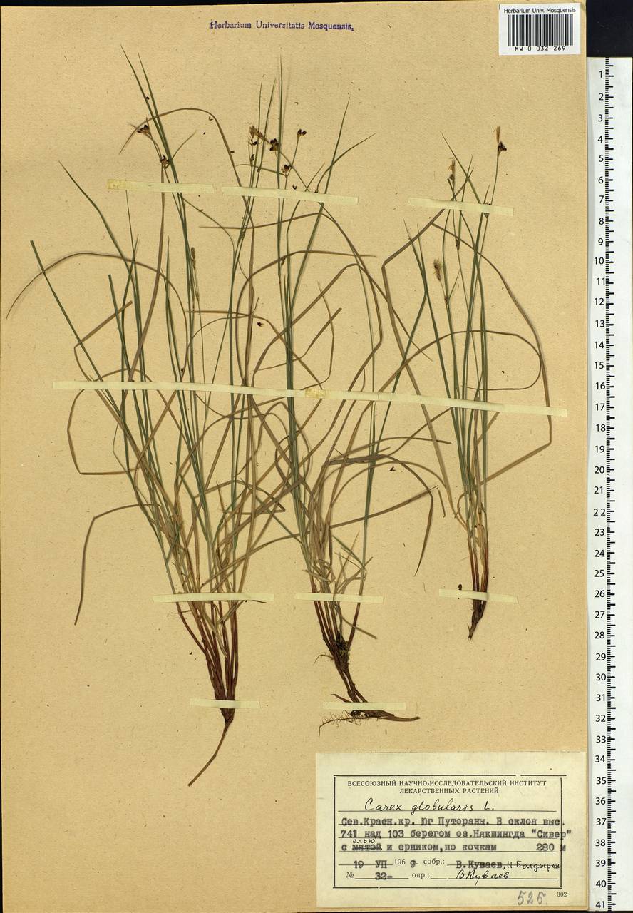 Carex globularis L., Siberia, Central Siberia (S3) (Russia)