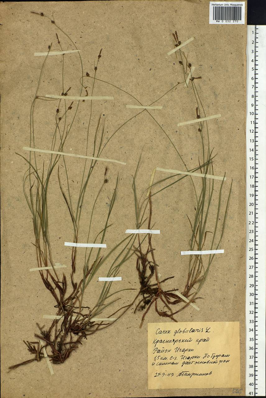 Carex globularis L., Siberia, Central Siberia (S3) (Russia)