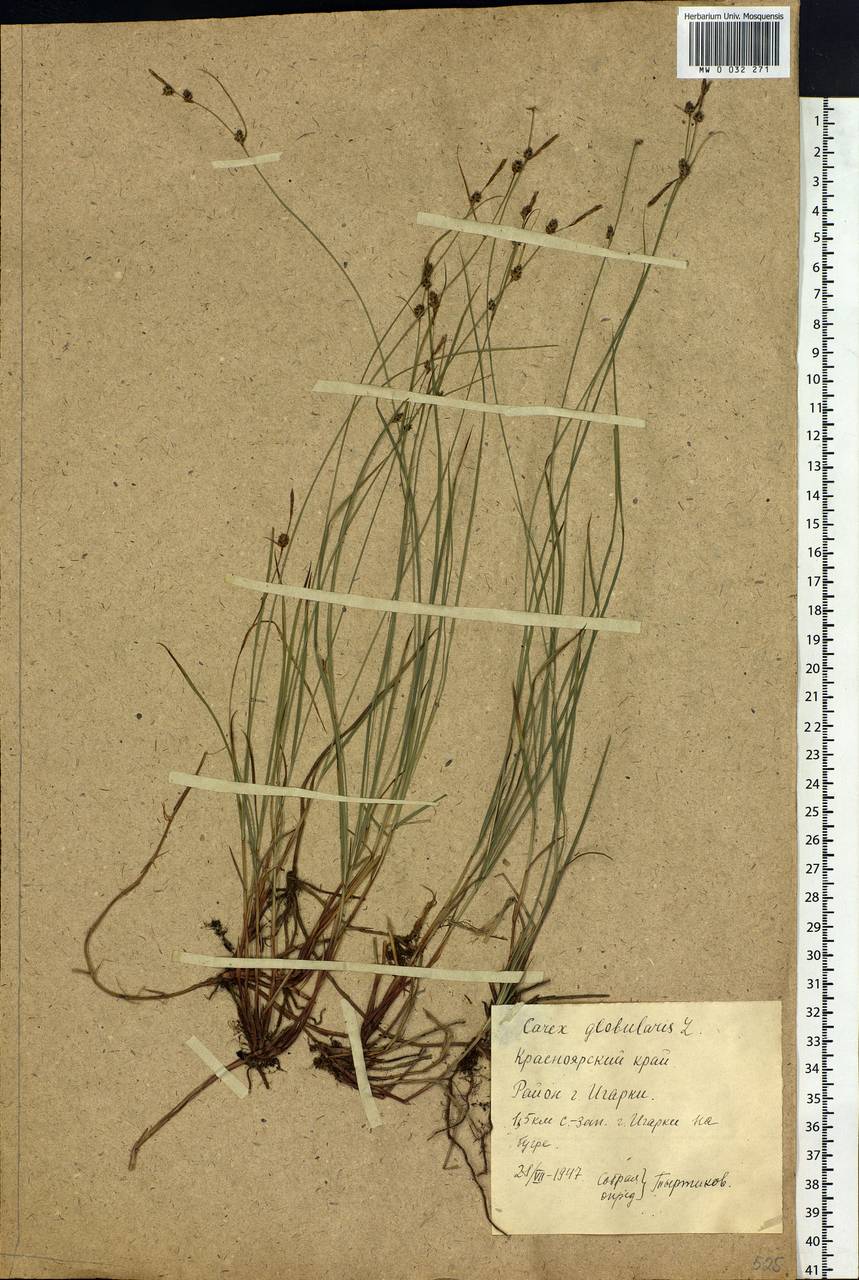Carex globularis L., Siberia, Central Siberia (S3) (Russia)