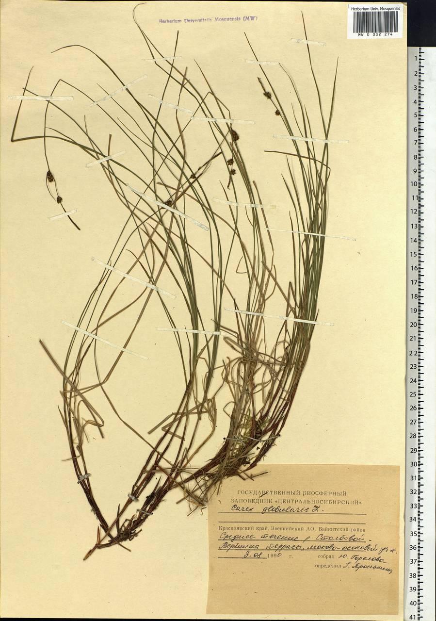 Carex globularis L., Siberia, Central Siberia (S3) (Russia)