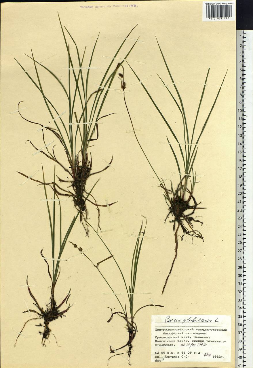 Carex globularis L., Siberia, Central Siberia (S3) (Russia)