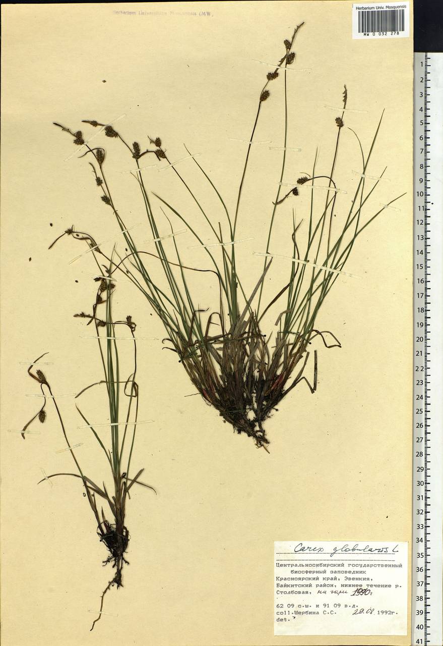 Carex globularis L., Siberia, Central Siberia (S3) (Russia)