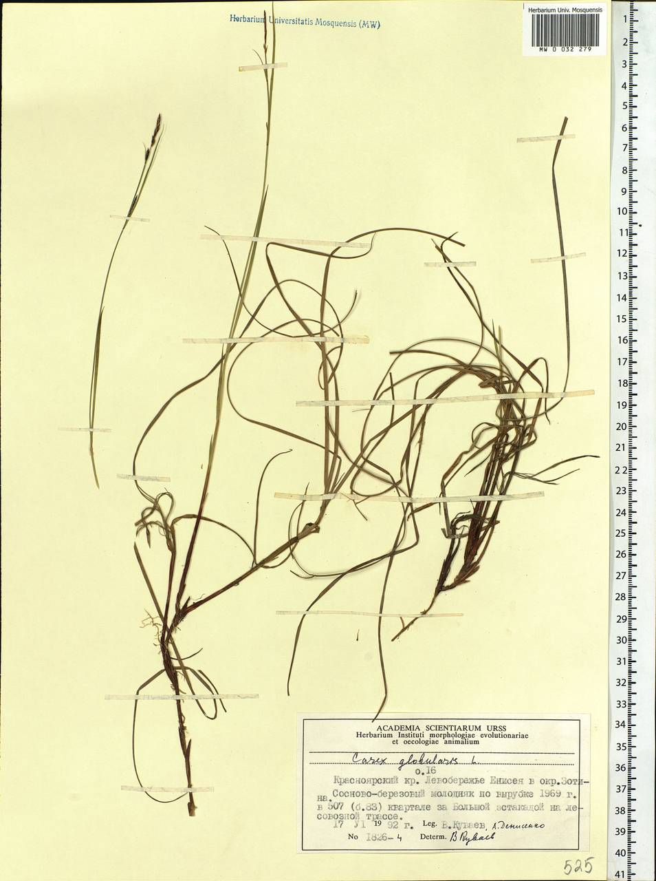 Carex globularis L., Siberia, Central Siberia (S3) (Russia)