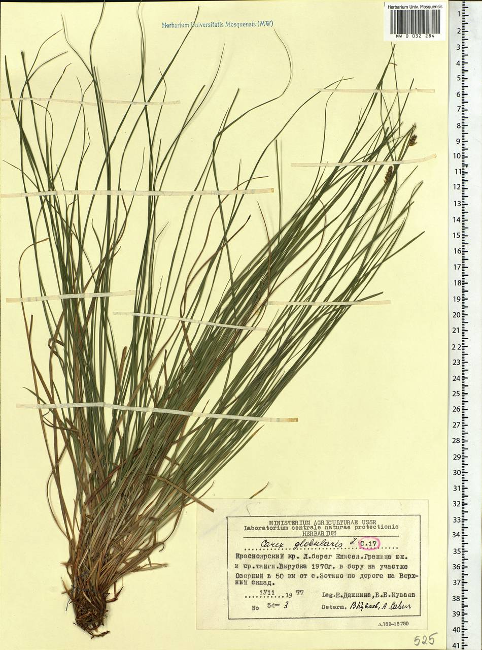 Carex globularis L., Siberia, Central Siberia (S3) (Russia)