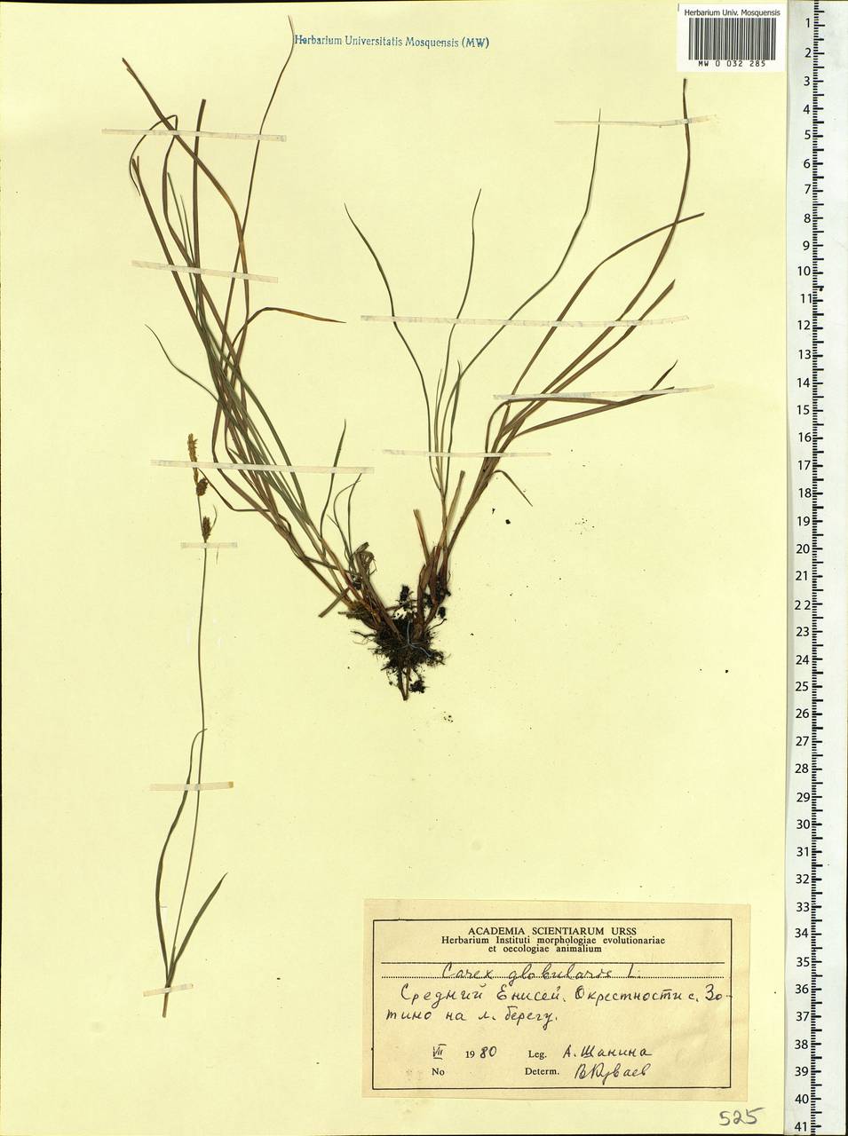 Carex globularis L., Siberia, Central Siberia (S3) (Russia)