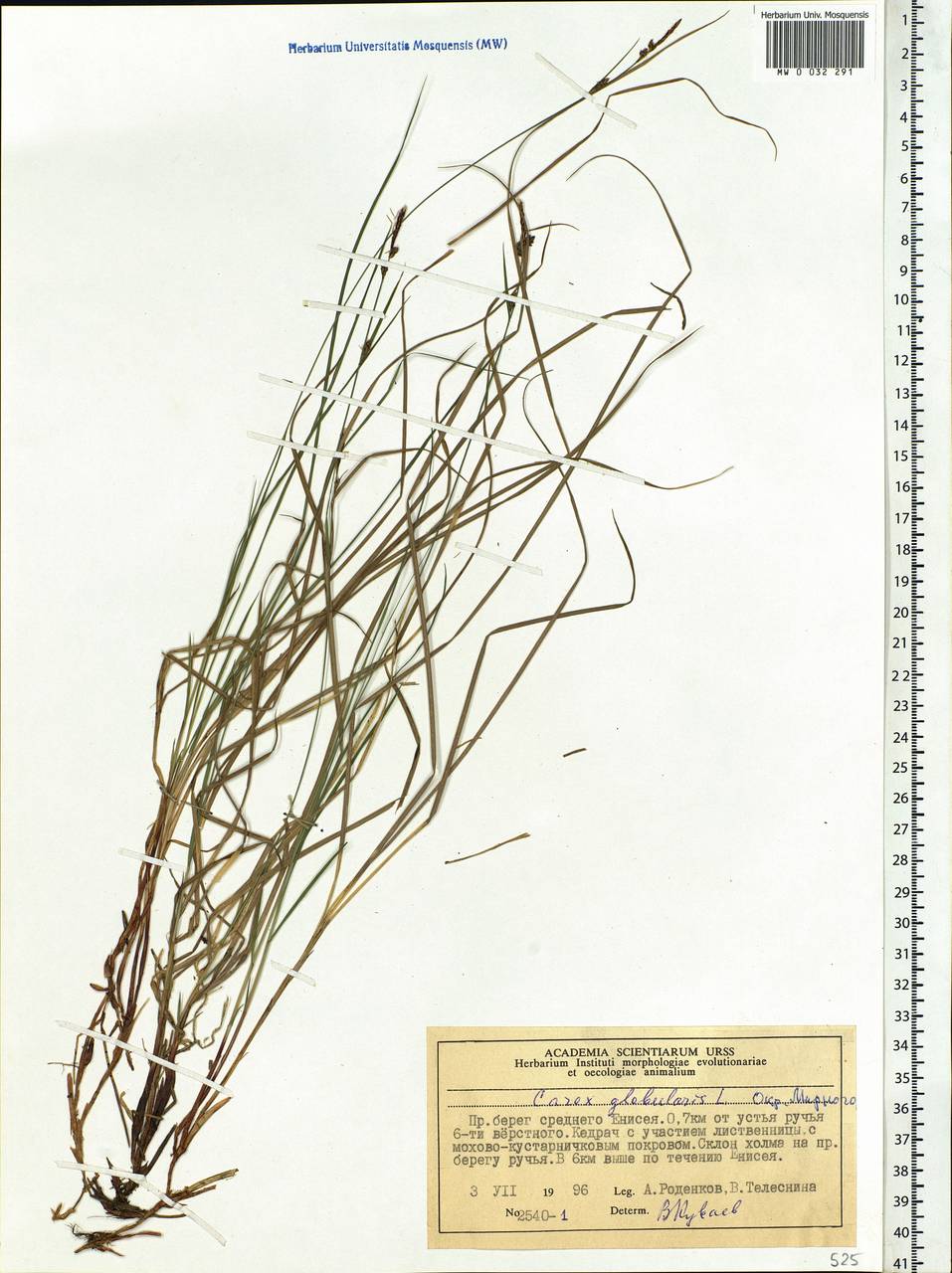 Carex globularis L., Siberia, Central Siberia (S3) (Russia)