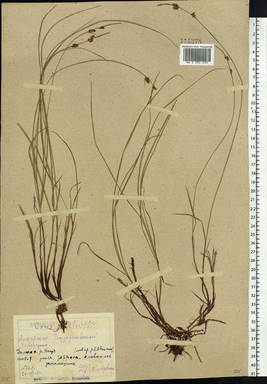 Carex globularis L., Siberia, Altai & Sayany Mountains (S2) (Russia)