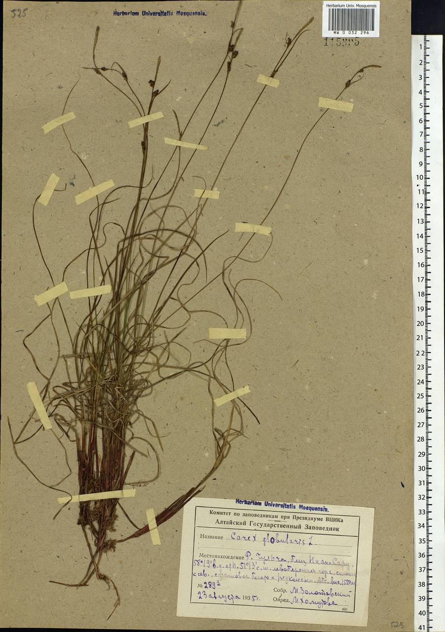 Carex globularis L., Siberia, Altai & Sayany Mountains (S2) (Russia)