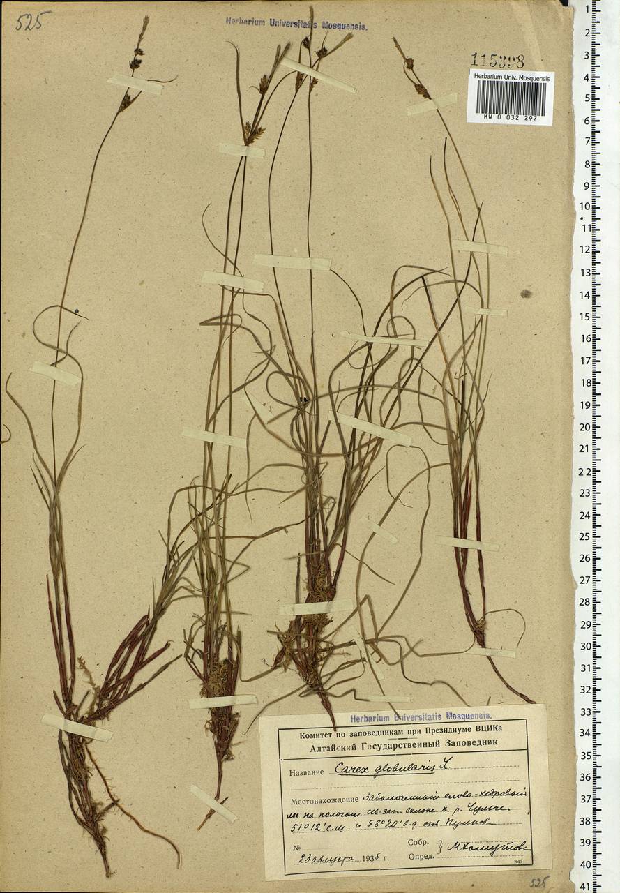 Carex globularis L., Siberia, Altai & Sayany Mountains (S2) (Russia)