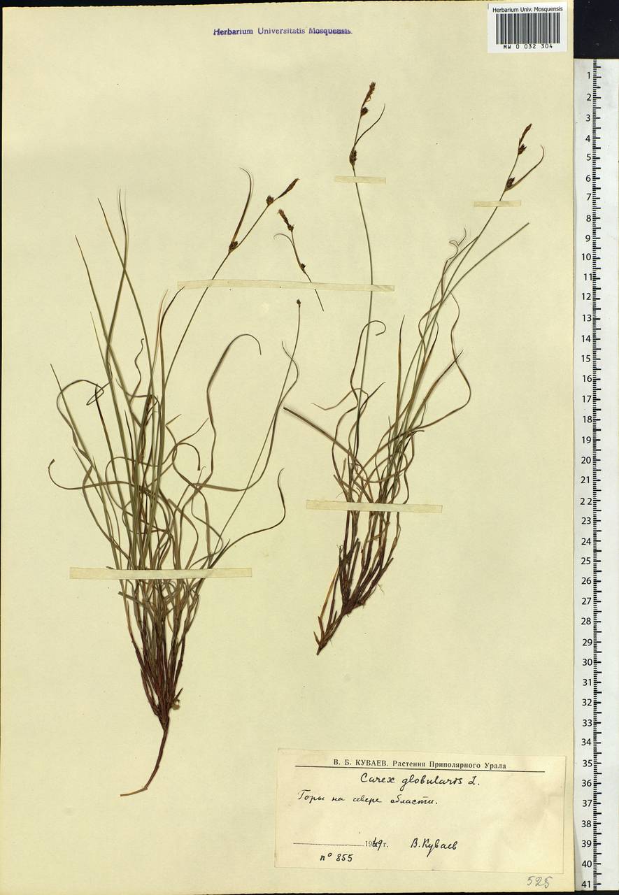 Carex globularis L., Siberia, Western Siberia (S1) (Russia)