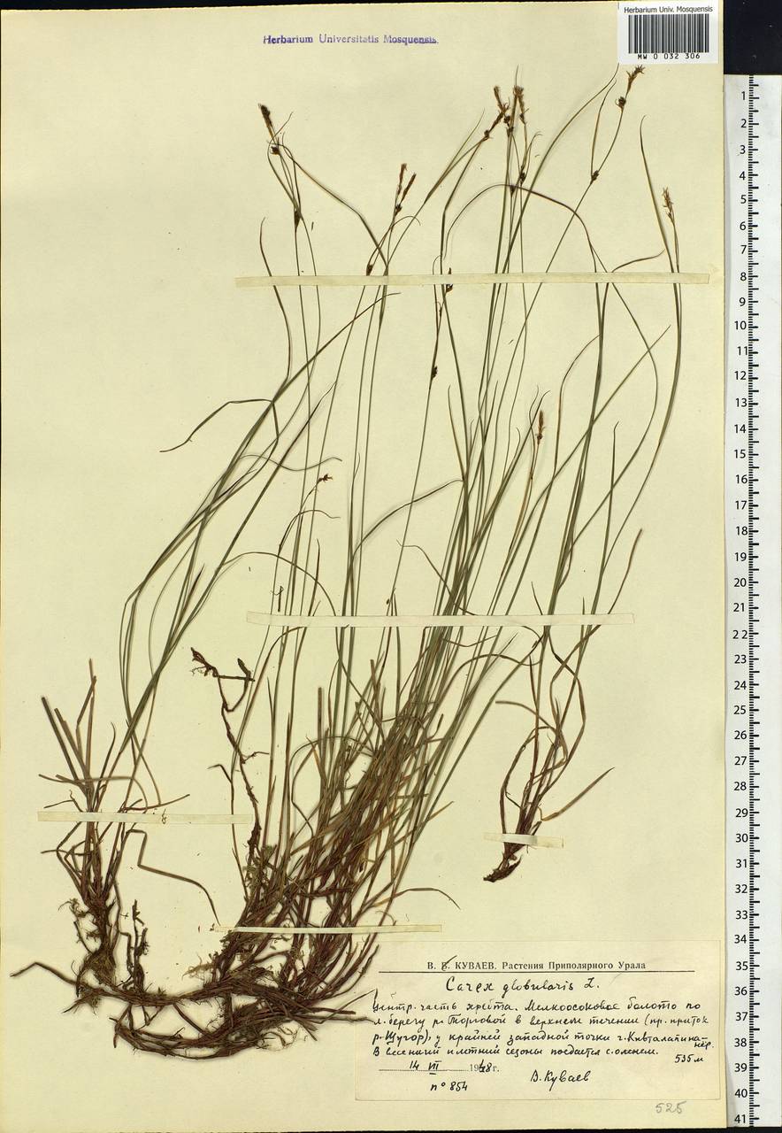 Carex globularis L., Eastern Europe, Northern region (E1) (Russia)