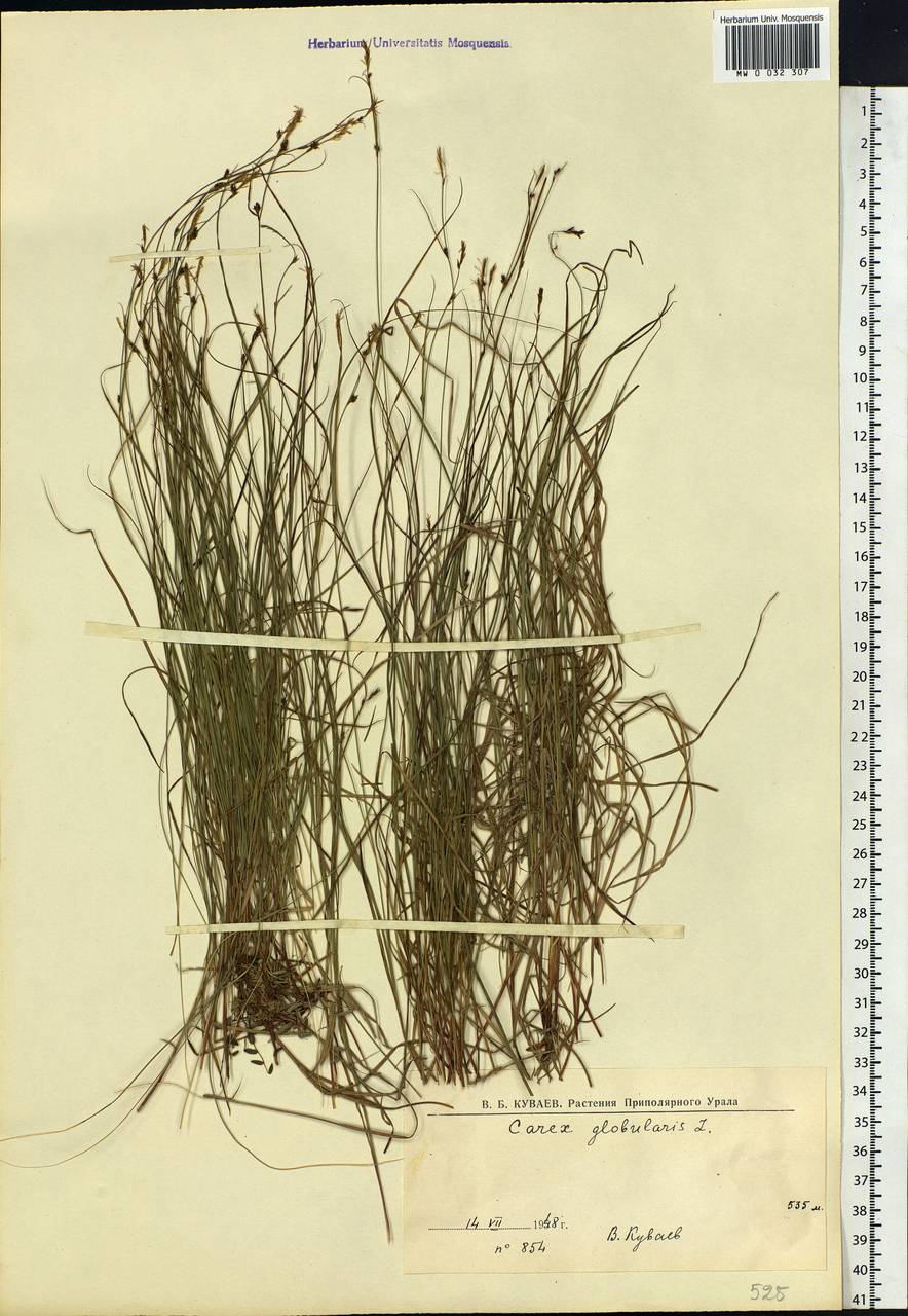 Carex globularis L., Eastern Europe, Northern region (E1) (Russia)