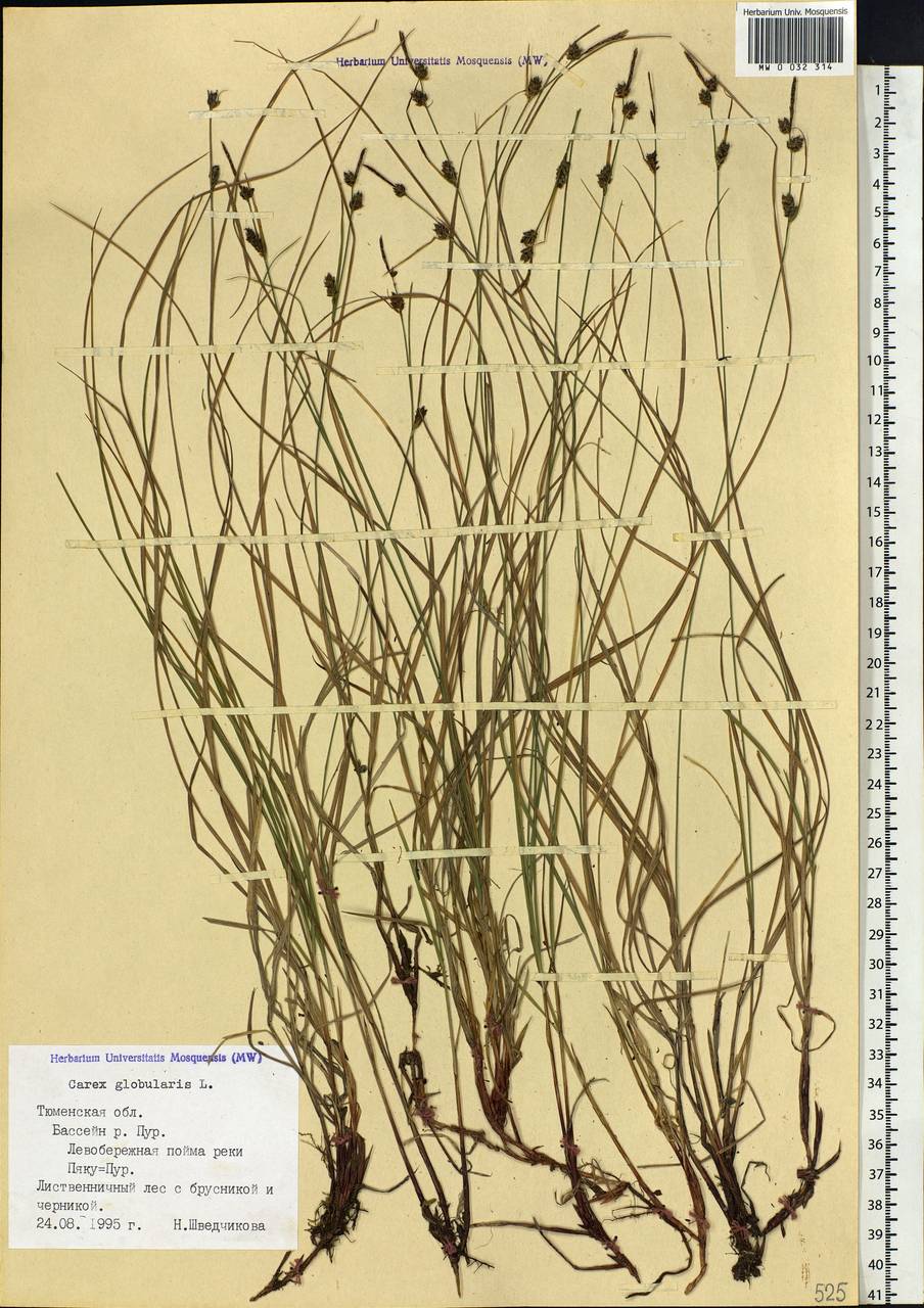 Carex globularis L., Siberia, Western Siberia (S1) (Russia)