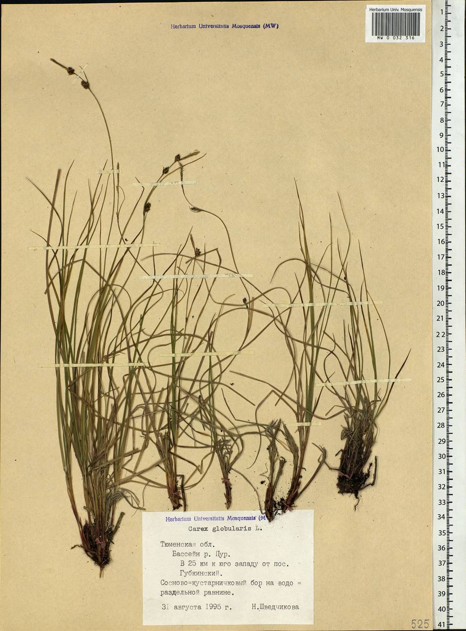 Carex globularis L., Siberia, Western Siberia (S1) (Russia)