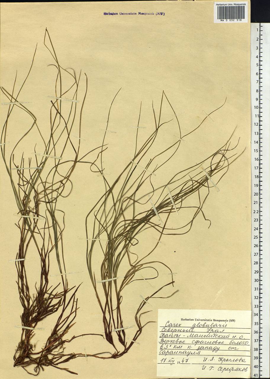 Carex globularis L., Siberia, Western Siberia (S1) (Russia)