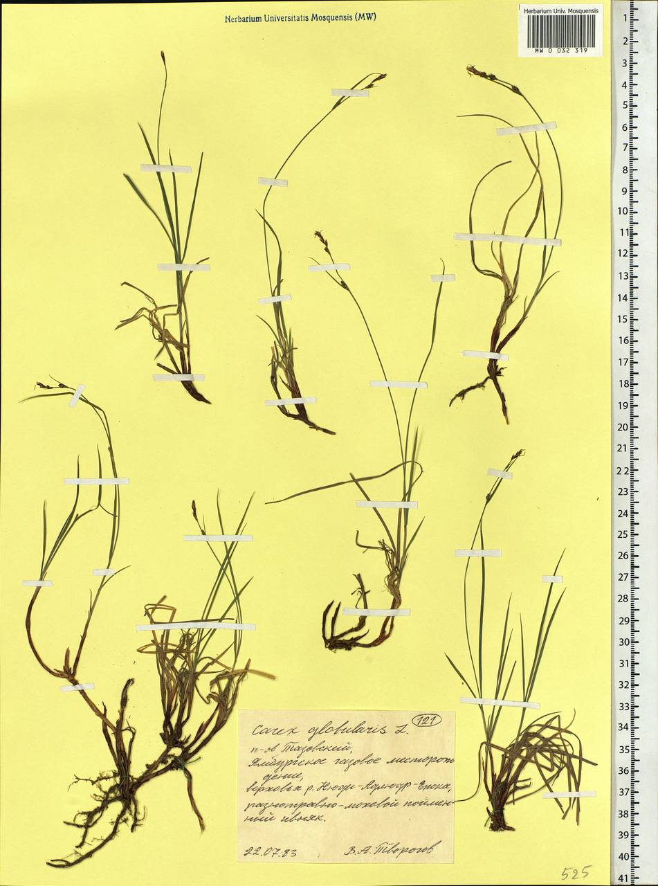 Carex globularis L., Siberia, Western Siberia (S1) (Russia)