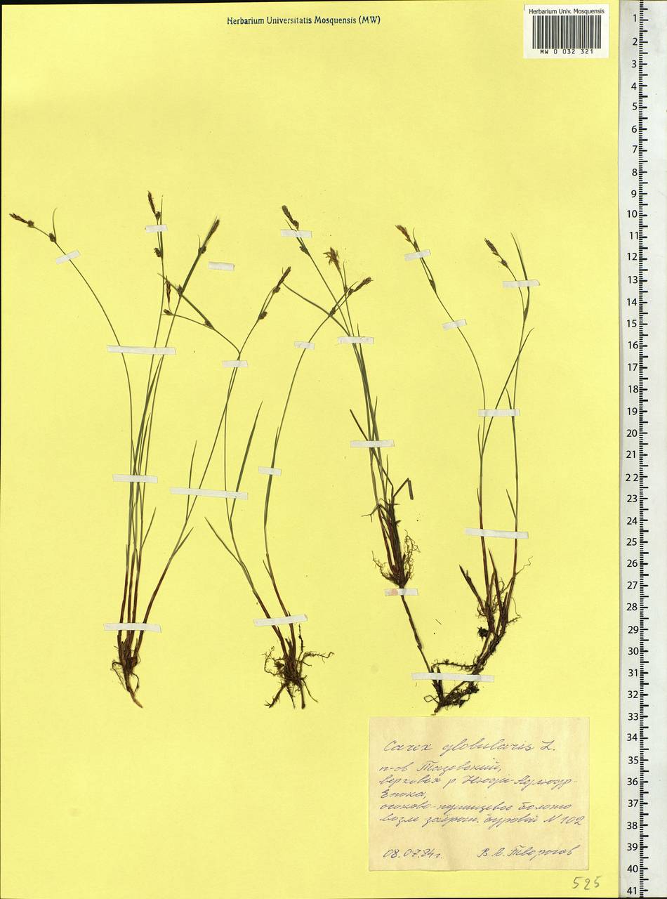Carex globularis L., Siberia, Western Siberia (S1) (Russia)