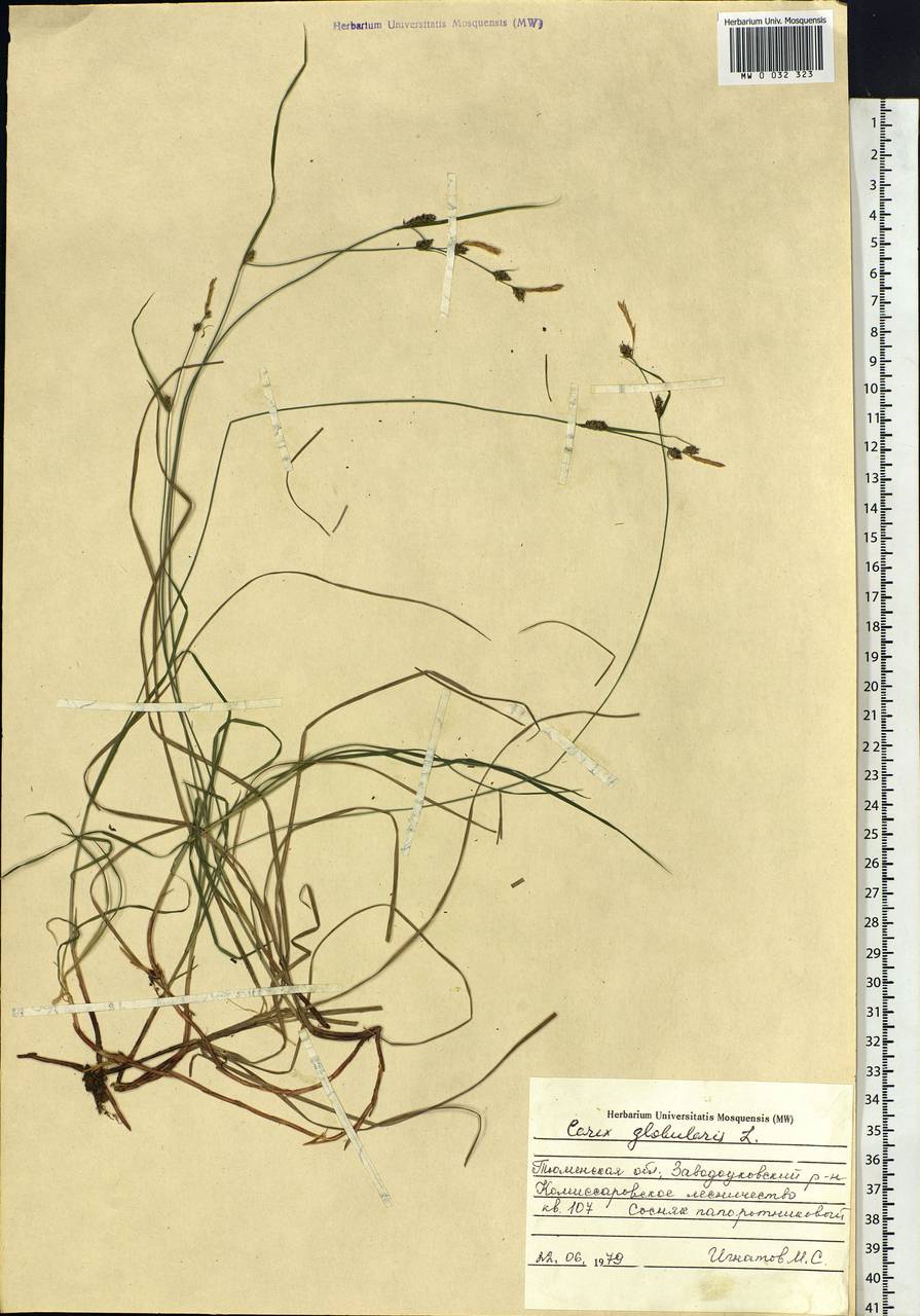 Carex globularis L., Siberia, Western Siberia (S1) (Russia)
